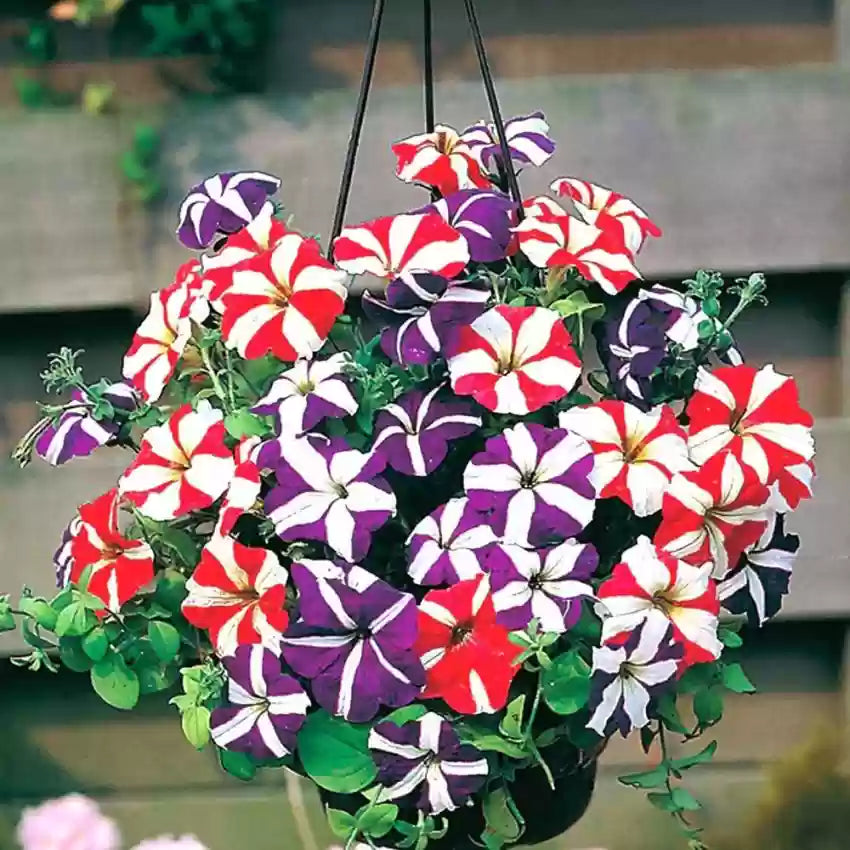 Weiß violet petunias in hanging baskets for outdoor spaces