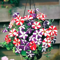 Weiß violet petunias in hanging baskets for outdoor spaces