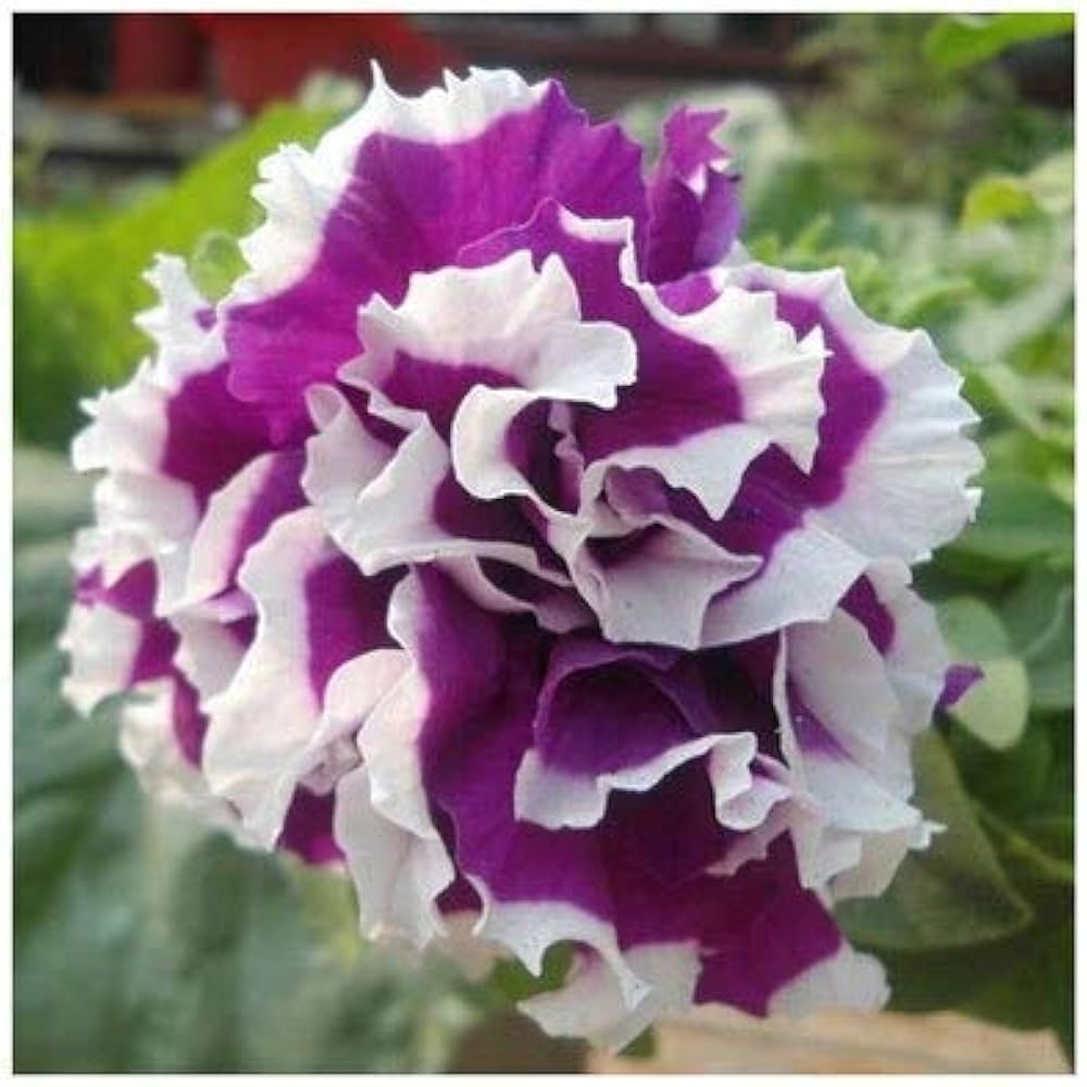 Hardy petunia shuttlecock in hanging basket