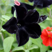 Schwarz velvet petunias in hanging basket