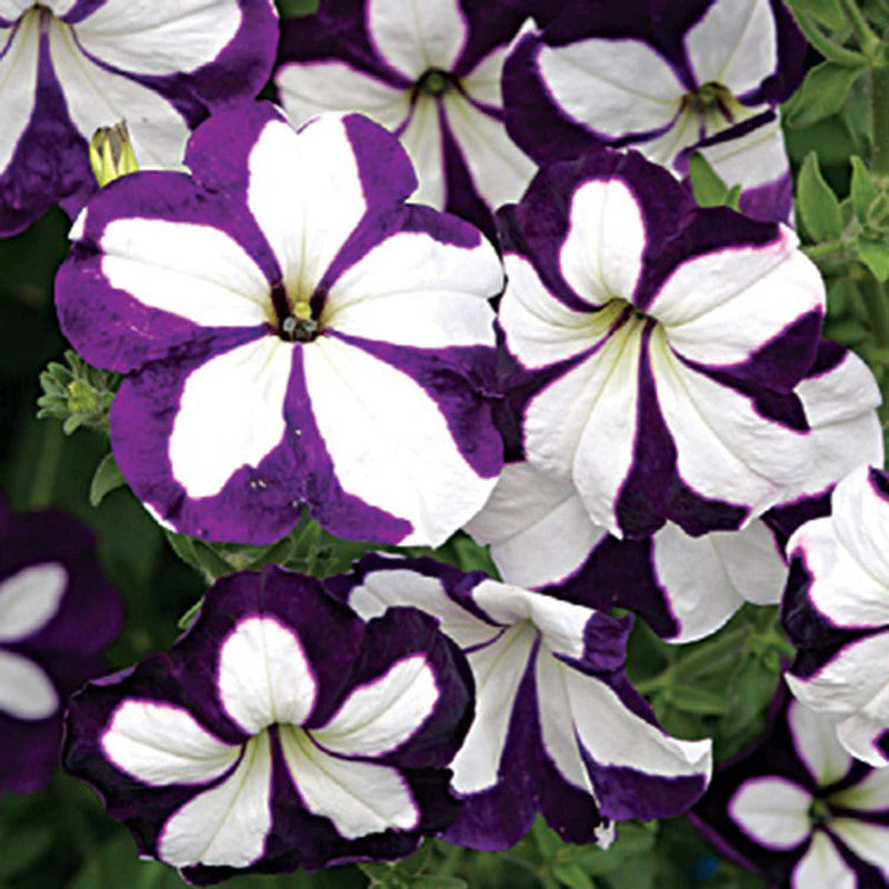 Violett Weiß Petunie Petals Samen zur Aussaat: Delightful Floral Addition Landscape