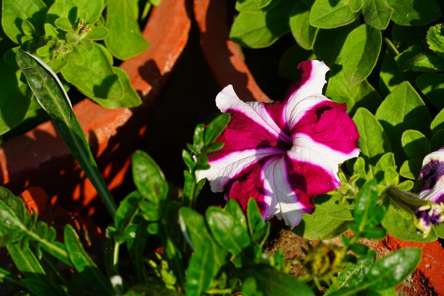 Lila & Weiß Petunie Blumensamen zur Aussaat – Garten beliebt – Traditionssorte & ohne Gentechnik Samen Hausgarten