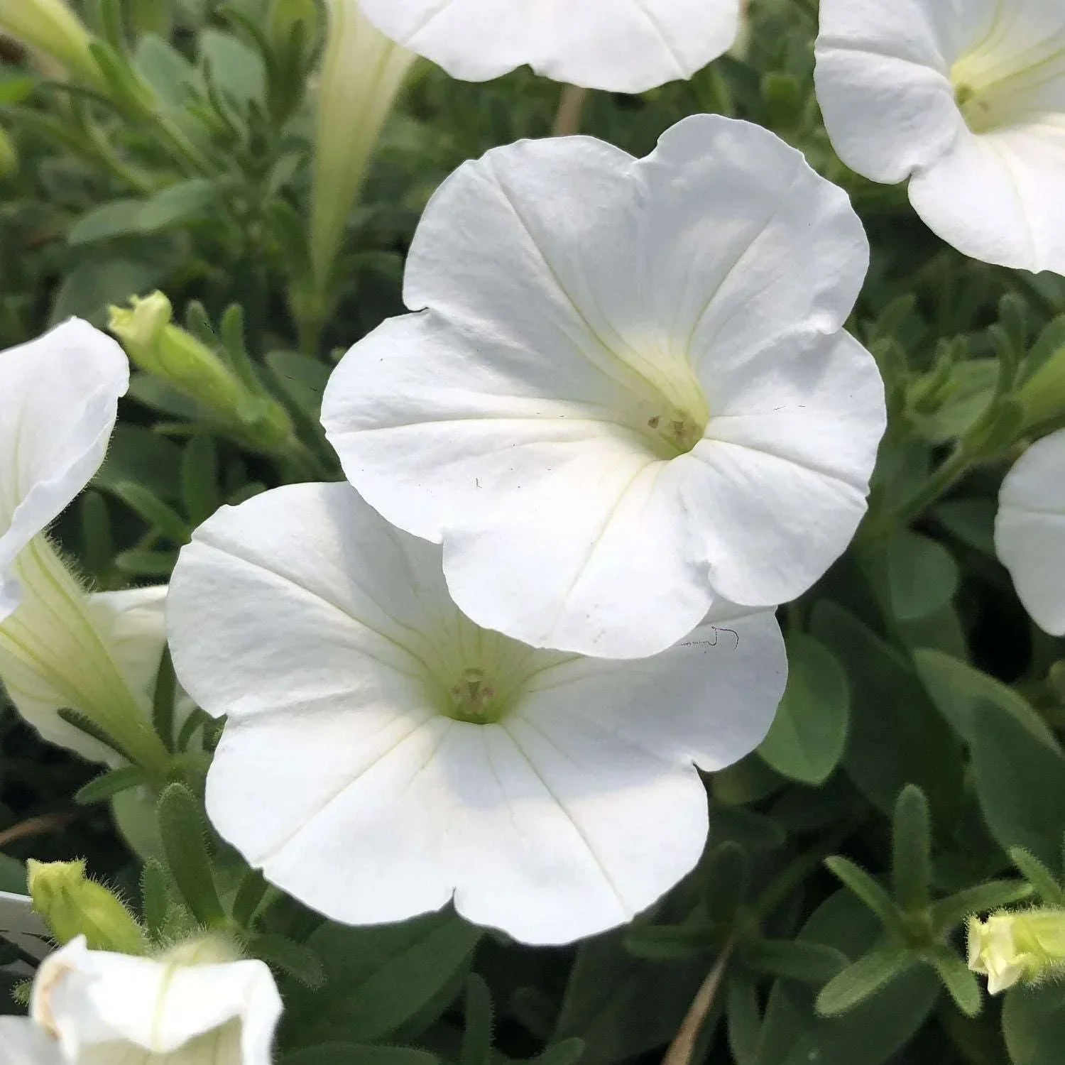 How to grow classic weiß petunia blumen