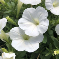 How to grow classic weiß petunia blumen