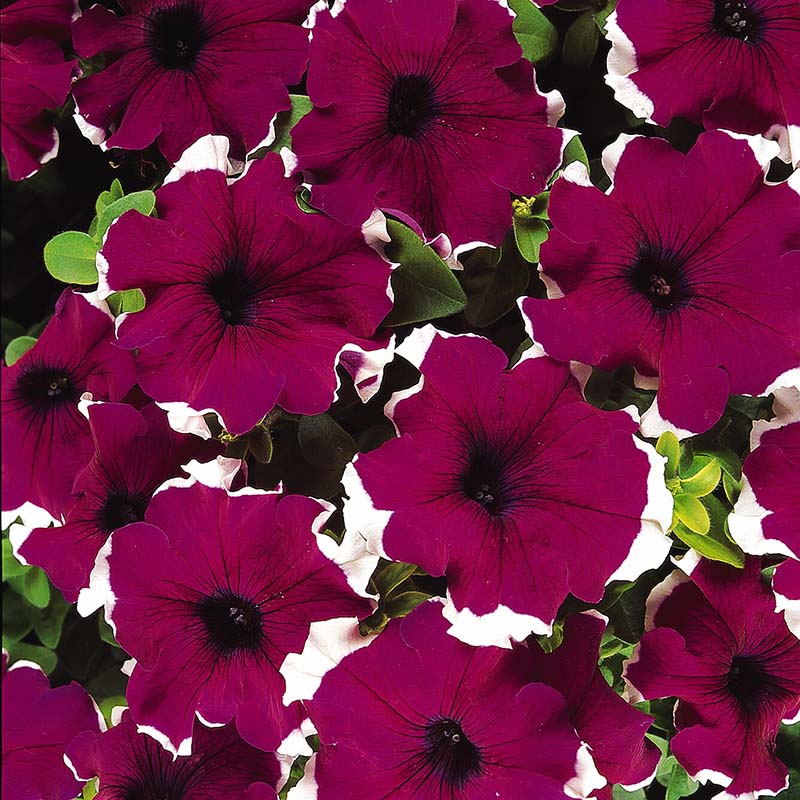 How to pflanze oblique petunia samen