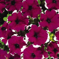 How to pflanze oblique petunia samen