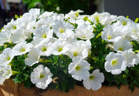 How to grow elegant weiß petunia blumen