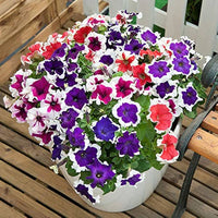 How to grow mixed color petunia blume