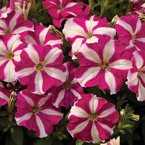 Petunie Carpet Rose Star Samen Spreading Rose-Star Petunias