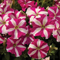 Petunie Carpet Rose Star Samen Spreading Rose-Star Petunias
