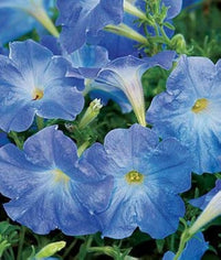 Petunia seedlings wachsend from sky blau samen
