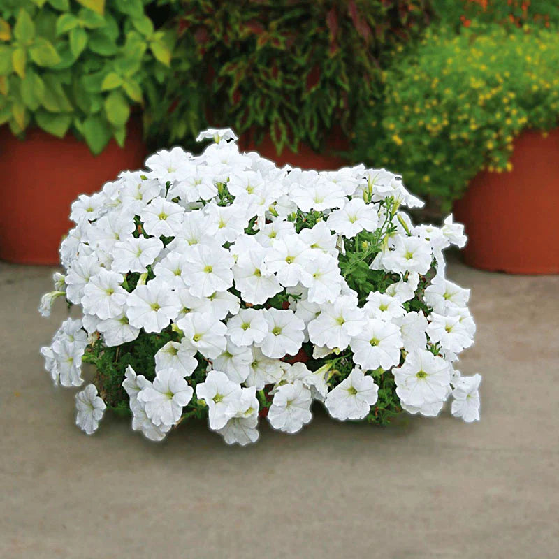 Vibrant weiß wave petunia samen for long-lasting flowering
