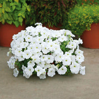 Vibrant weiß wave petunia samen for long-lasting flowering
