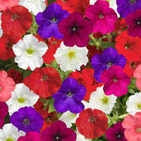 Bright blooms mixed petunia blume samen