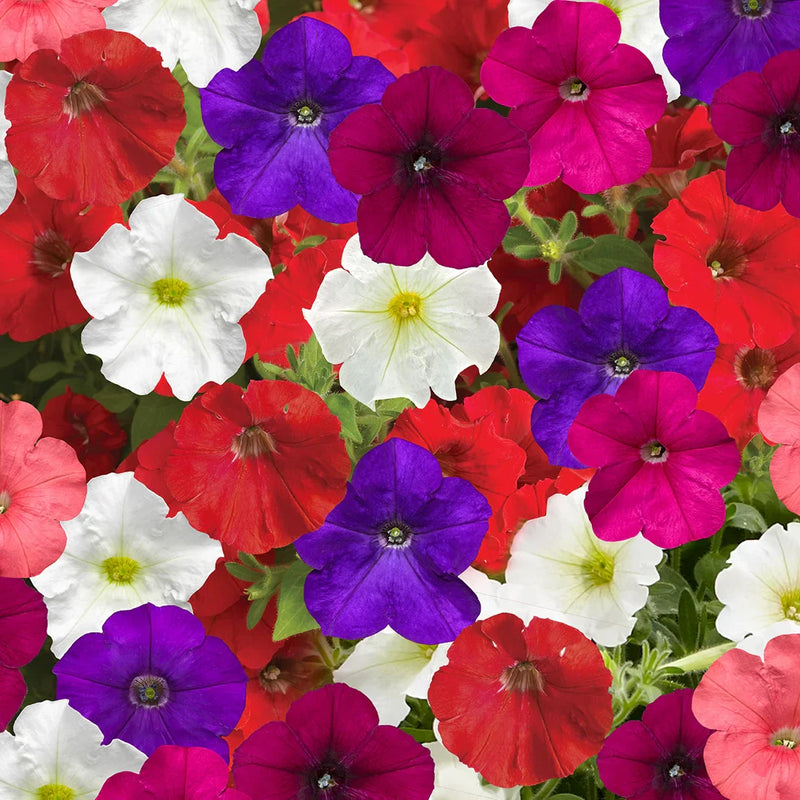 Bright blooms mixed petunia blume samen