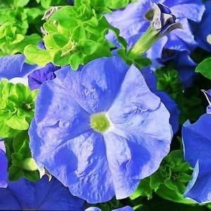 Sky blau petunia pflanzen in garten – beautiful summer blooms
