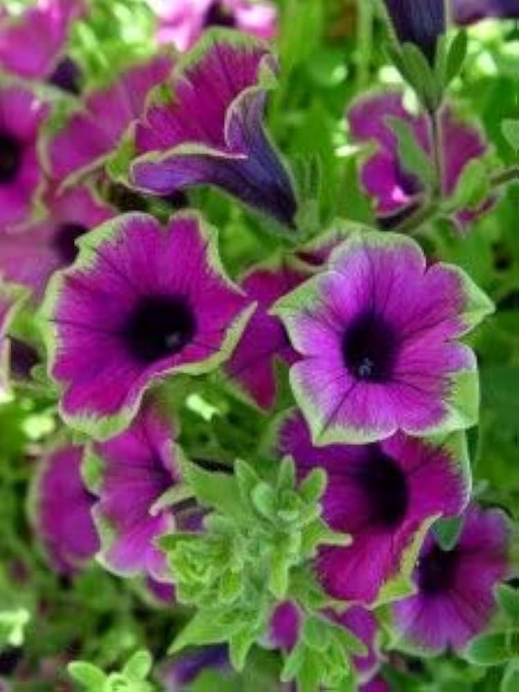 Close-up of rosa and weiß star-patterned petunia blumen