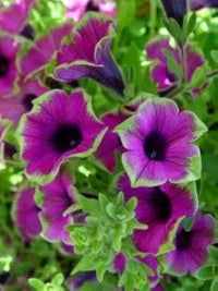 Close-up of rosa and weiß star-patterned petunia blumen