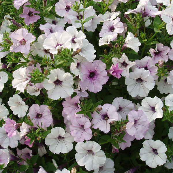Petunie Tidal Wave Silver Blumensamen zur Aussaat – saisonal Dauerblüher – Traditionssorte & ohne Gentechnik Samen Hausgarten