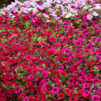 tief Rosa Calibrachoa Blumensamen – Traditionssorte ohne Gentechnik Blüten leuchtend Hausgarten Aussaat