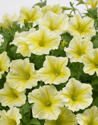 Gelb petunia blumen in garten bed
