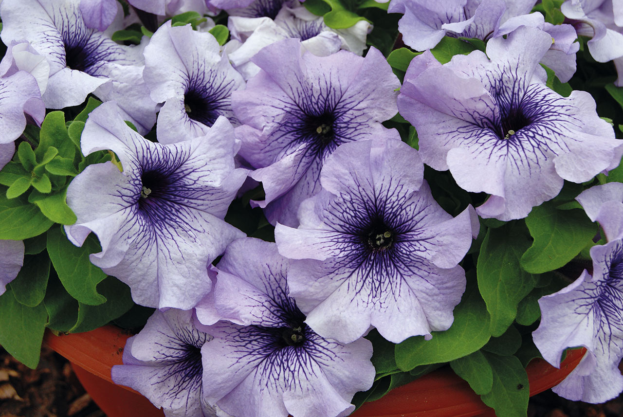 hell Violett gefüllt Petal Petunie Samen – Traditionssorte ohne Gentechnik duftend Blumen Hausgarten