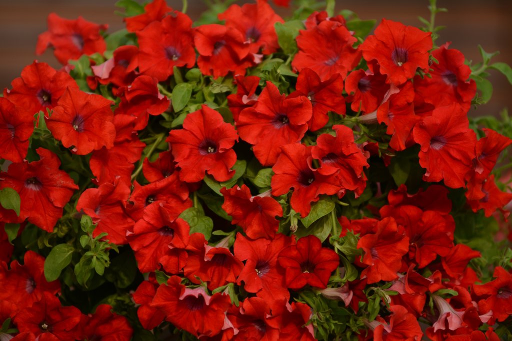 Petunie Rot Wave Blumensamen zur Aussaat – leuchtende einjährige Blüten