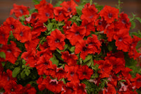 Petunie Rot Wave Blumensamen zur Aussaat – leuchtende einjährige Blüten