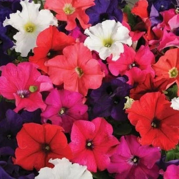 Rosa Mischung Petunie hängend Blumensamen zur Aussaat Traditionssorte ohne Gentechnik leuchtend Garten Blüten