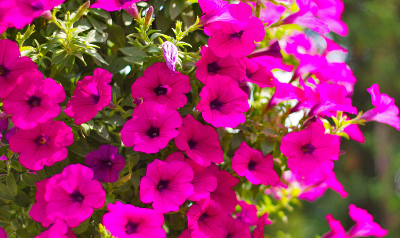 Mischung Petunie Blumensamen zur Aussaat – sonnenliebend – Traditionssorte & ohne Gentechnik Samen Hausgarten