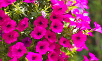 Mischung Petunie Blumensamen zur Aussaat – sonnenliebend – Traditionssorte & ohne Gentechnik Samen Hausgarten