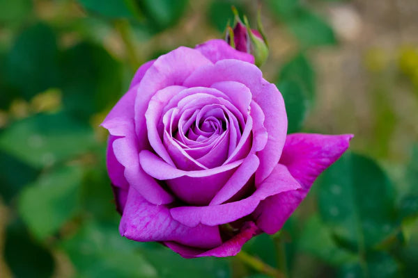 kletternd Roses Blumensamen zur Aussaat Anzucht Traditionssorte & ohne Gentechnik Samen Hausgarten