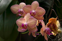 Orchidee Cymbidium Blumensamen zur Aussaat – lang Blüte Saison – Traditionssorte & ohne Gentechnik Samen Hausgarten