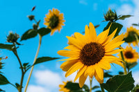 Gelb Hybrid Sonnenblume Samen – ideal zur Aussaat