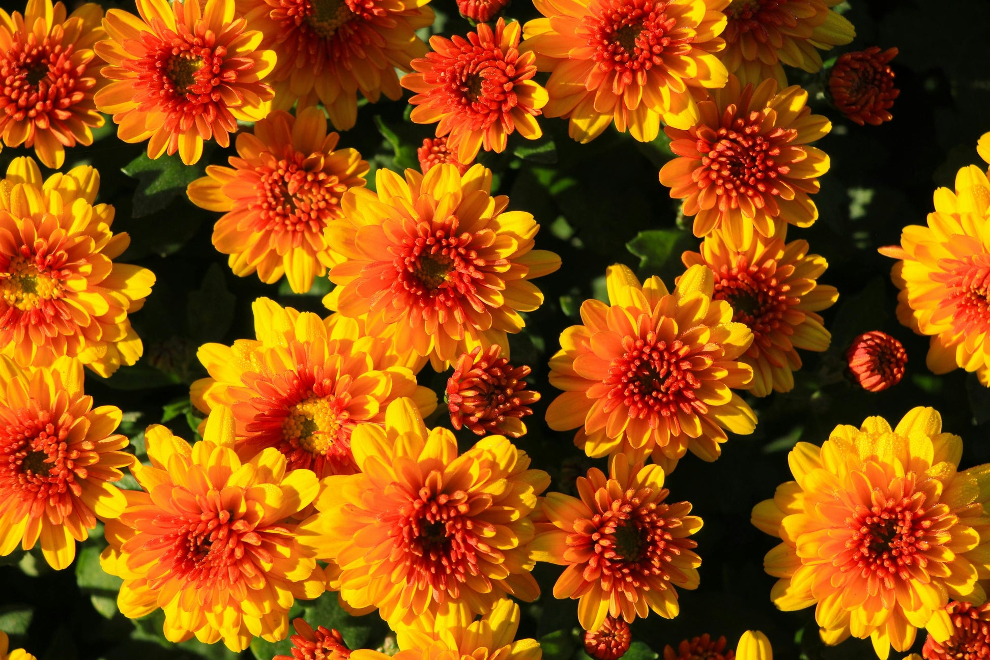 Gelb & Orange Chrysantheme Blumensamen zur Aussaat – leuchtend – Traditionssorte & ohne Gentechnik Samen Hausgarten