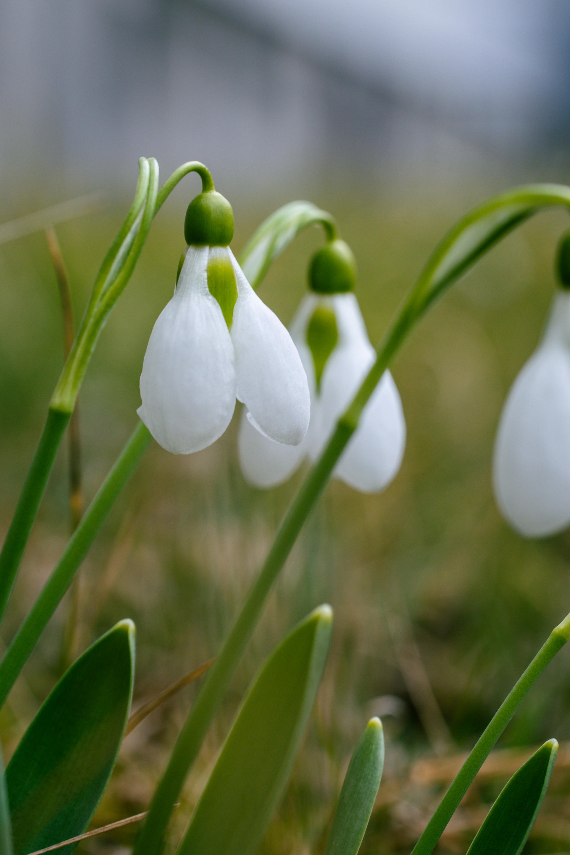 Weiß Galanthus Blumensamen zur Aussaat Anzucht Traditionssorte & ohne Gentechnik Samen Hausgarten