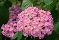 Hortensie Blumensamen zur Aussaat – robust Sorte – Traditionssorte & ohne Gentechnik Samen Hausgarten