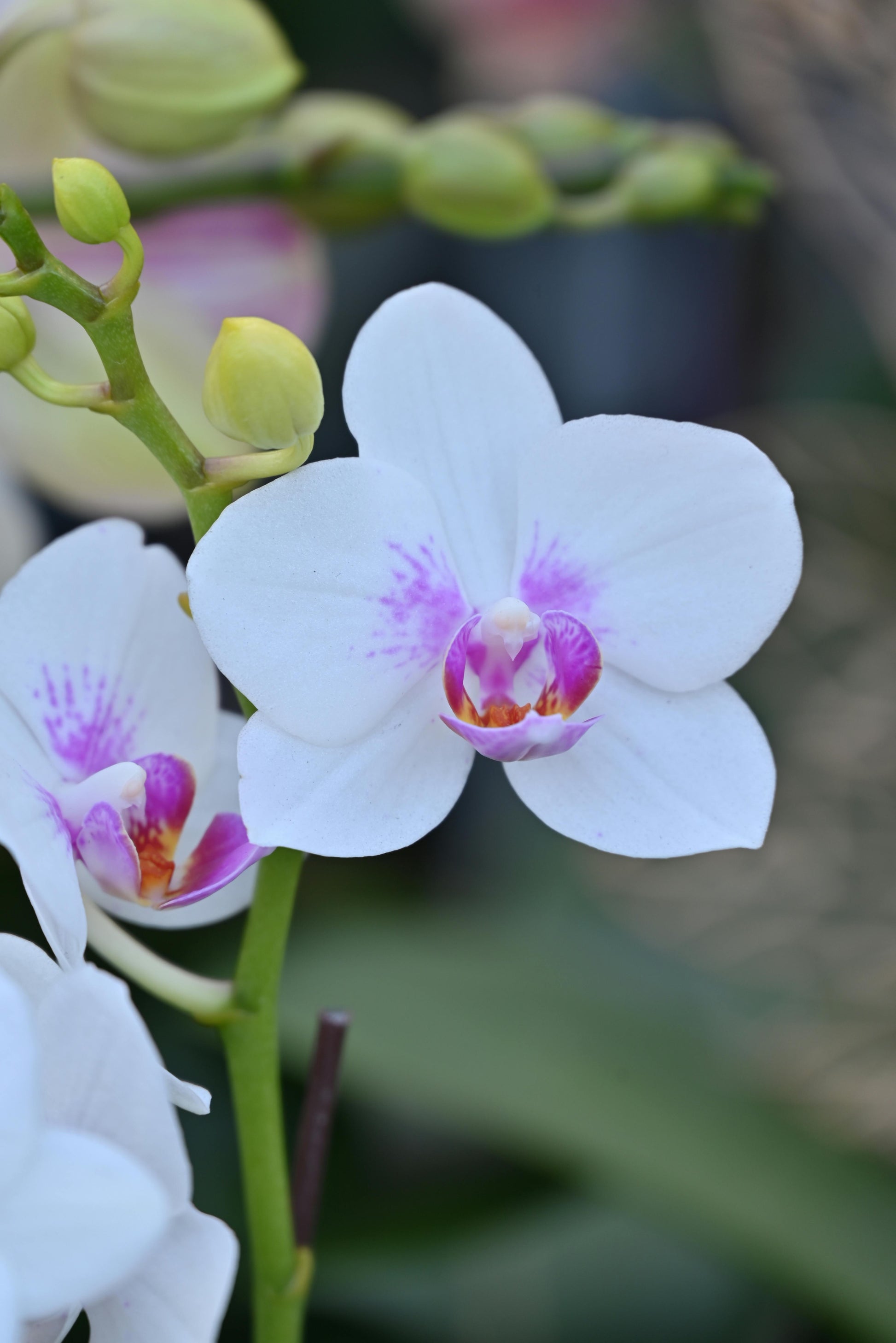 Weiß Orchidee Samen zur Aussaat ideal Serene Weiß Blüten Haus Gärten
