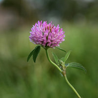 Rosa Clover Blumensamen zur Aussaat – hochwertige Qualitäts- – Traditionssorte & ohne Gentechnik Samen Hausgarten