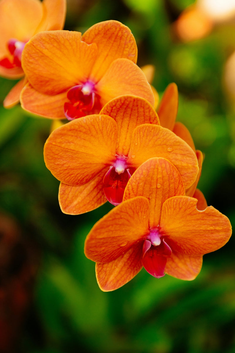 Schmetterlingsorchidee Orchidee Blumensamen zur Aussaat farbenfroh Schau Traditionssorte & ohne Gentechnik Samen Hausgarten