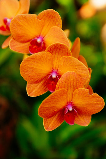 Pfirsichfarben Schmetterlingsorchidee Orchidee Blumensamen zur Aussaat – ideal Rabatten – Traditionssorte & ohne Gentechnik Samen Hausgarten