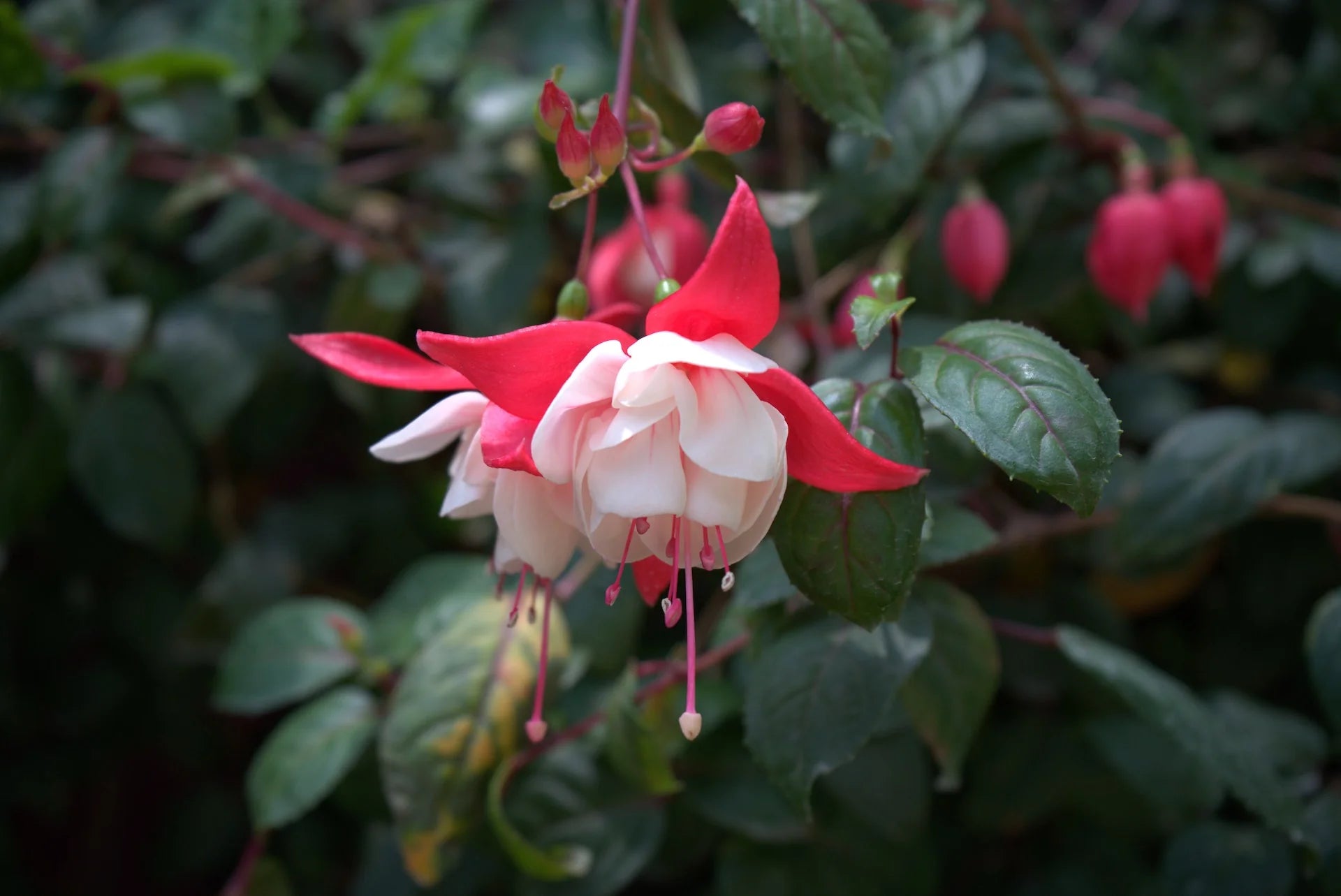Rot gefüllt Petal Fuchsie Samen zur Aussaat saisonal Dauerblüher Traditionssorte & ohne Gentechnik Samen Hausgarten