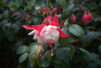 Rot gefüllt Petal Fuchsie Samen zur Aussaat saisonal Dauerblüher Traditionssorte & ohne Gentechnik Samen Hausgarten