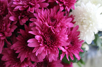 Kastanienrot Rot Chrysantheme Blumensamen zur Aussaat – Wildblume Mischung – Traditionssorte & ohne Gentechnik Samen Hausgarten