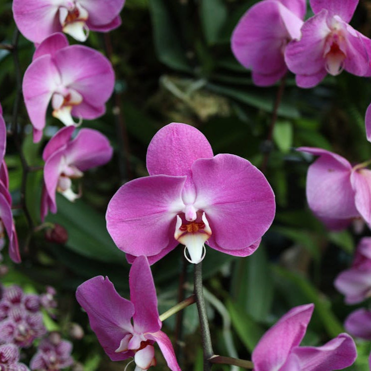 Butterfly orchid blume samen for anpflanzung - bright blooms, heirloom & gmo free samen for home garten
 
 sale for anpflanzung in home garten