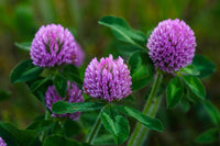 Clover blume samen for anpflanzung sun loving heirloom & gmo free samen for home garten 
 
 sale for anpflanzung in home garten