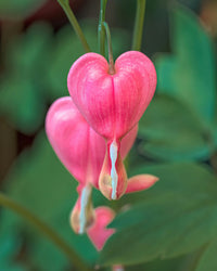 Bleeding Heart Blumensamen zur Aussaat Wildblume Mischung Traditionssorte & ohne Gentechnik Samen Hausgarten