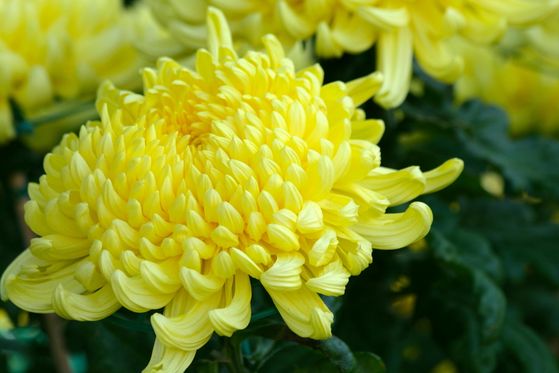 hell Gelb Chrysantheme Blumensamen zur Aussaat – Wildblume Mischung – Traditionssorte & ohne Gentechnik Samen Hausgarten