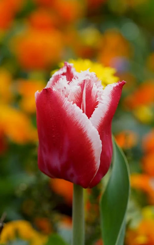 Tulpe Blumensamen zur Aussaat – hochwertige Qualitäts- – Traditionssorte & ohne Gentechnik Samen Hausgarten