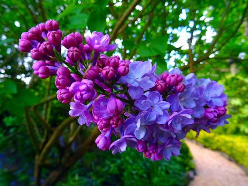Lila Mescal Blumensamen zur Aussaat – kompakt Wuchs – Traditionssorte & ohne Gentechnik Samen Hausgarten
